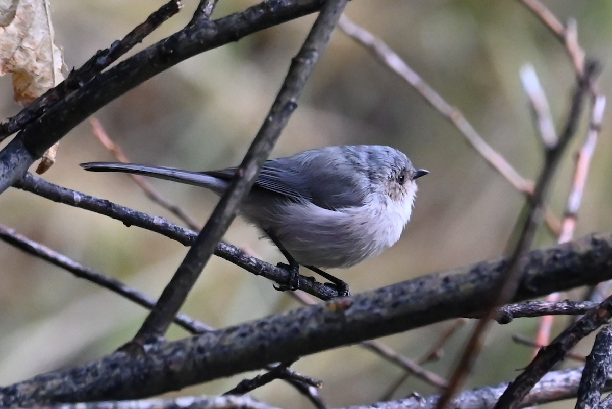 Bushtit - ML643197280