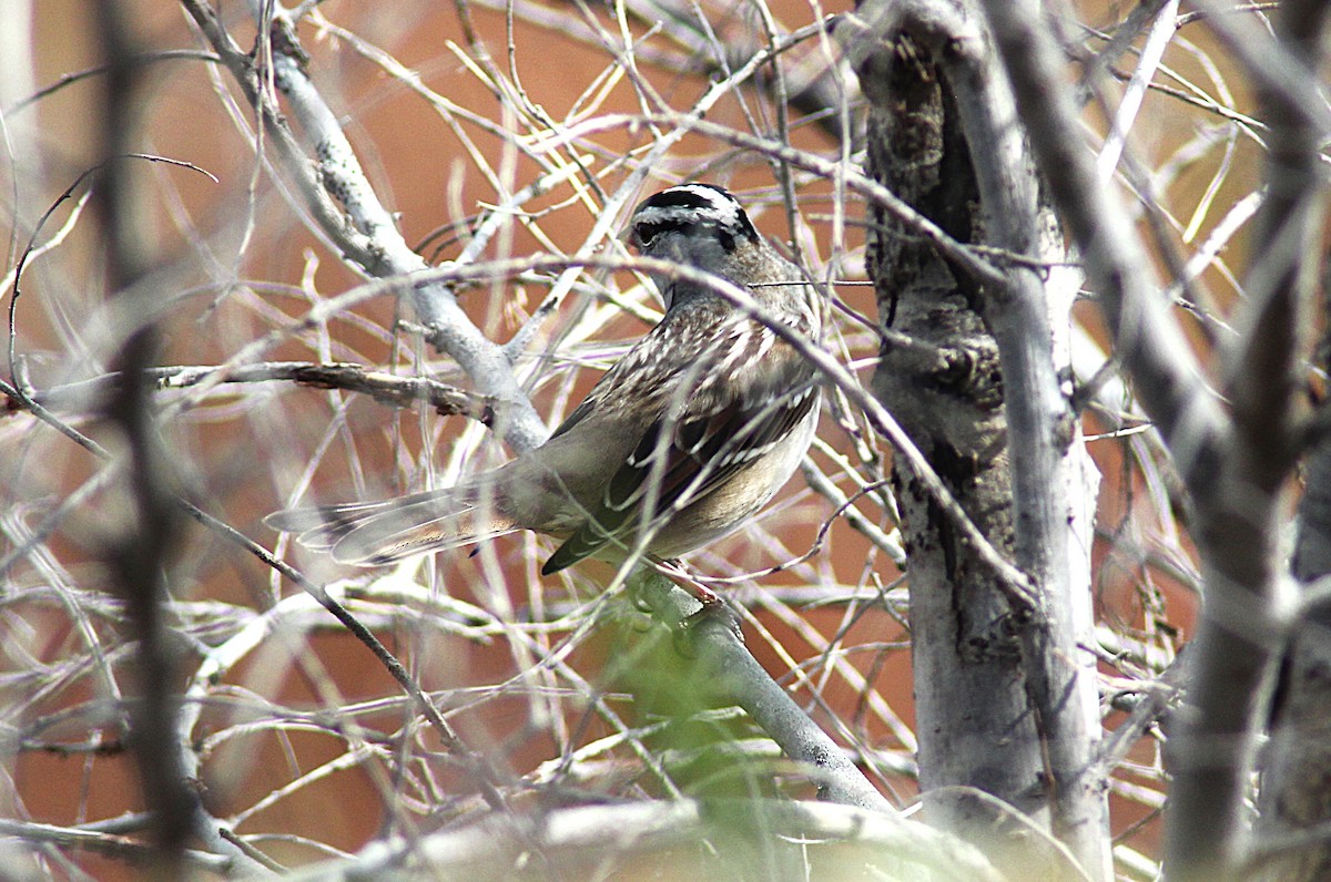 White-crowned Sparrow - ML643197290
