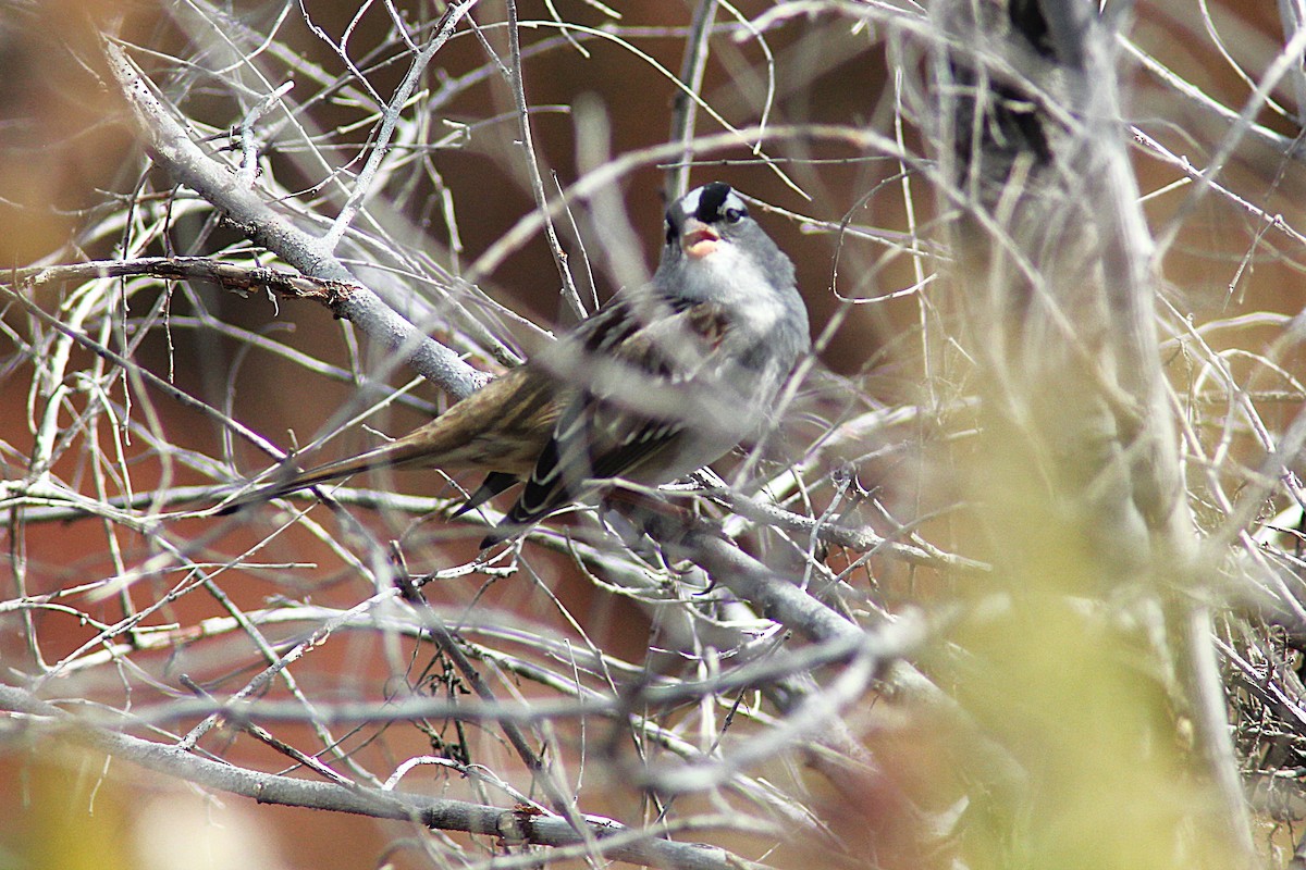 White-crowned Sparrow - ML643197291