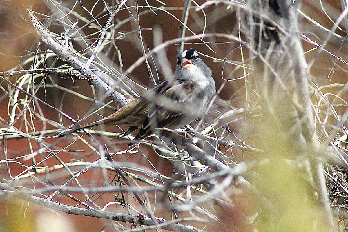 White-crowned Sparrow - ML643197292