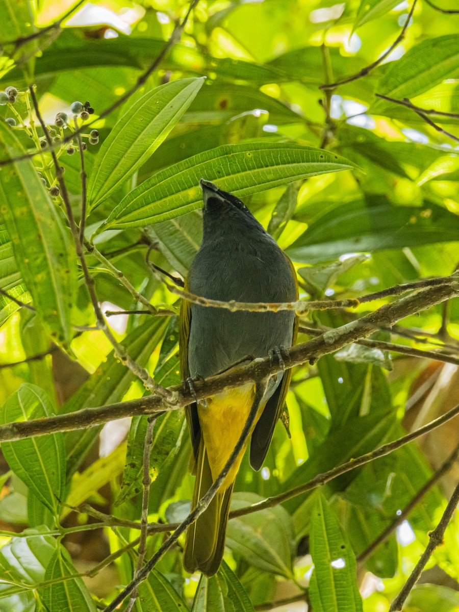 Blue-capped Tanager - ML643197293