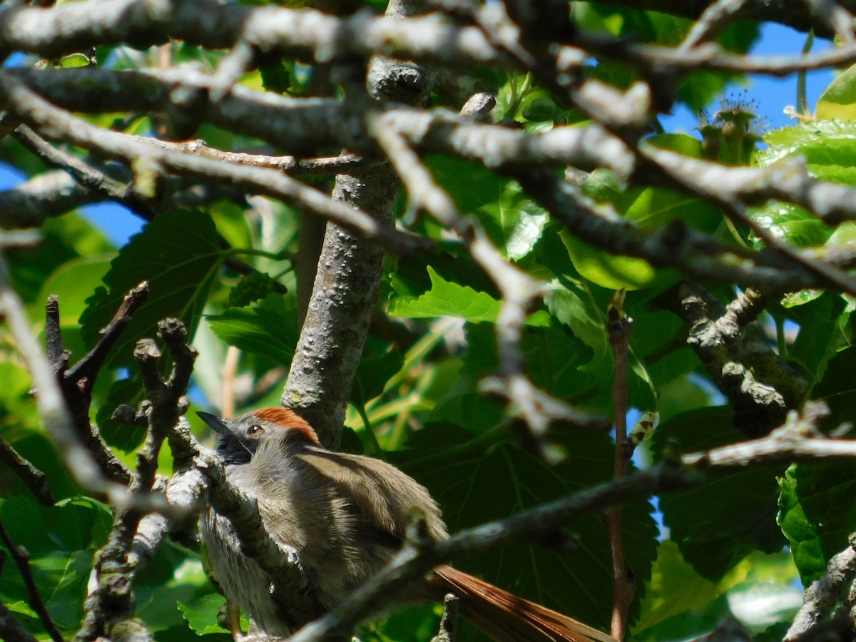Sooty-fronted Spinetail - ML643197308