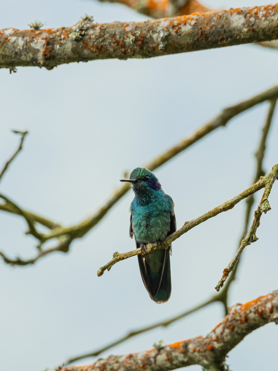Lesser Violetear - ML643197312