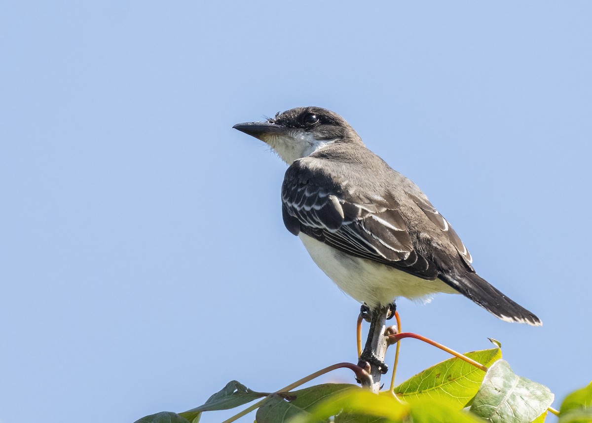 Eastern Kingbird - ML643197327