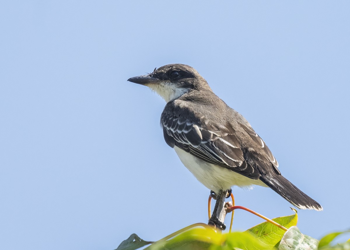Eastern Kingbird - ML643197328