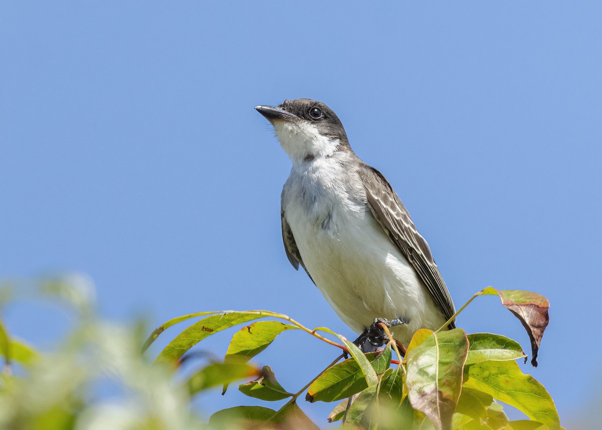 Eastern Kingbird - ML643197330