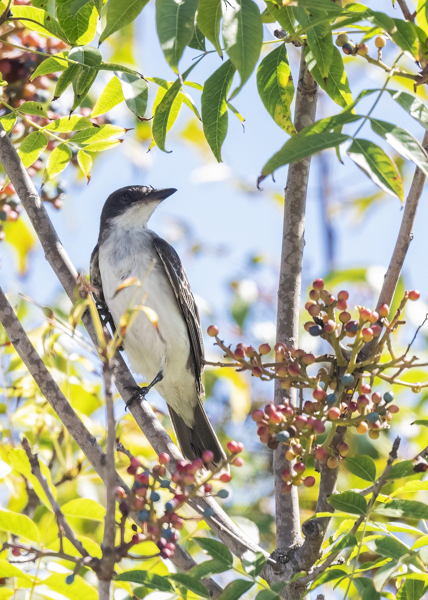 Eastern Kingbird - ML643197331