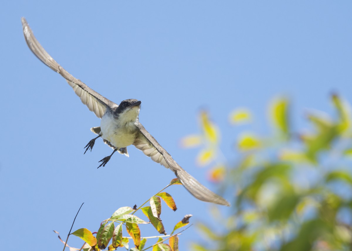 Eastern Kingbird - ML643197332