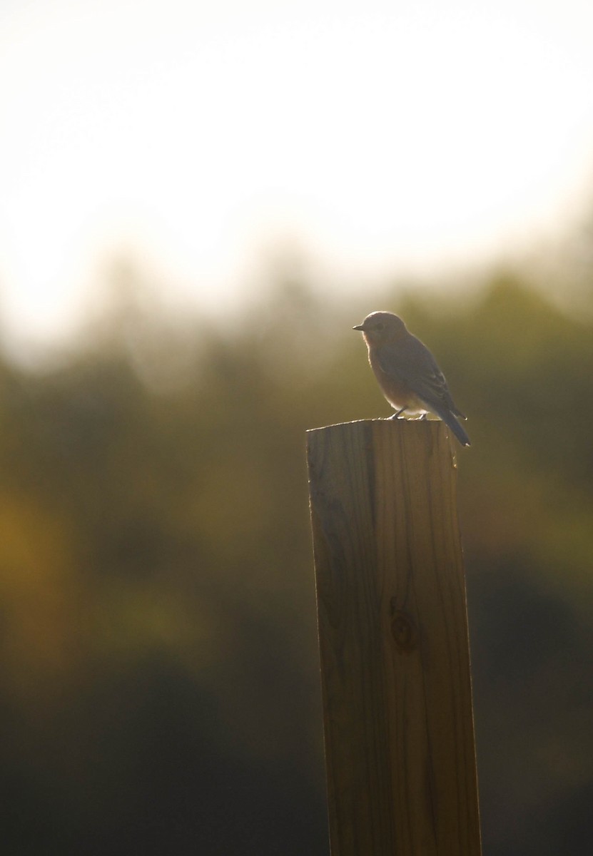 Eastern Bluebird - ML643197333