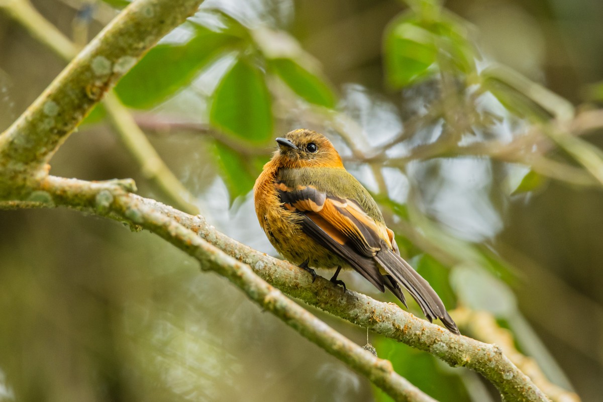 Cinnamon Flycatcher - ML643197334