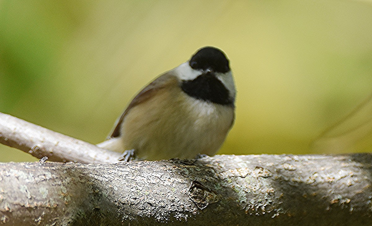 Carolina Chickadee - ML643197338