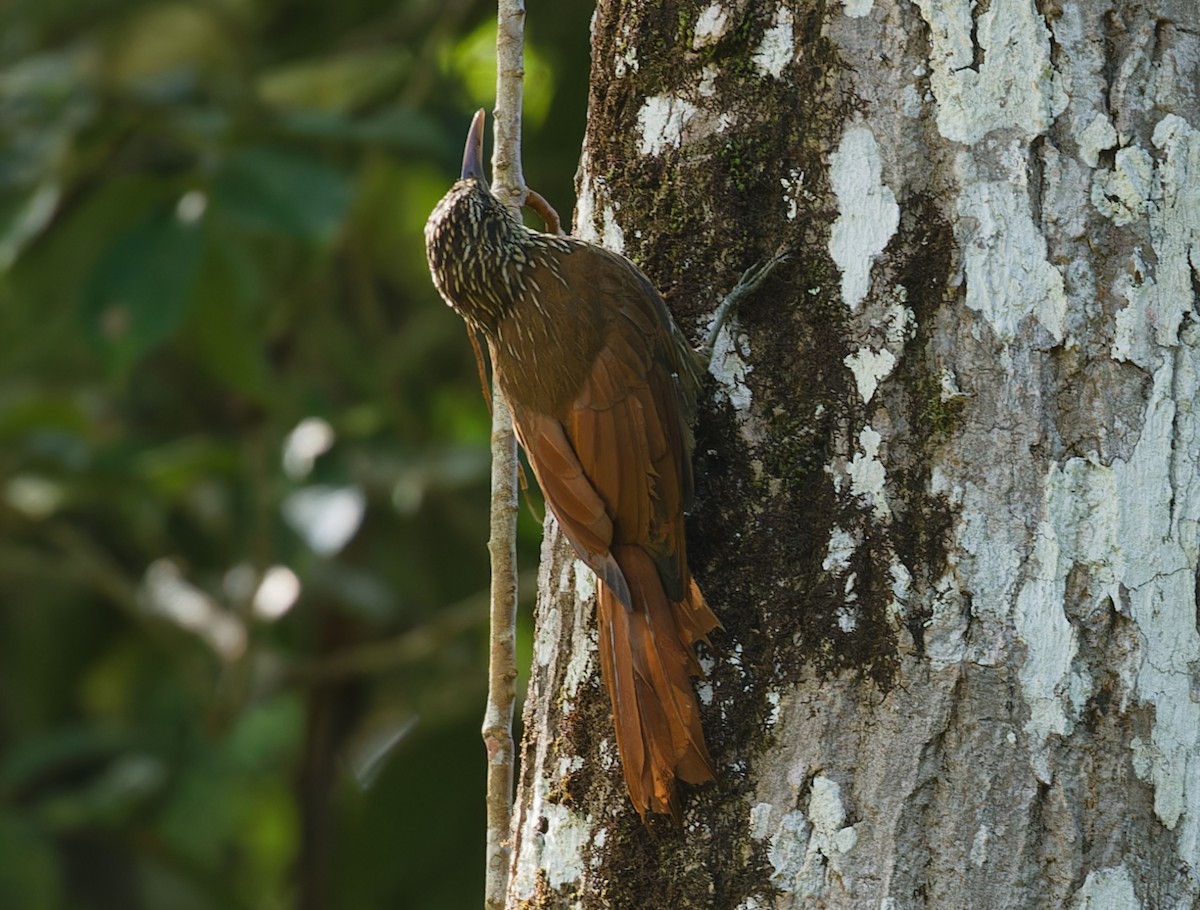 Streak-headed Woodcreeper - ML643197339