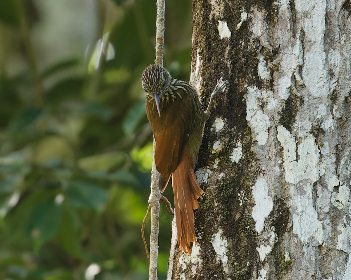 Streak-headed Woodcreeper - ML643197343