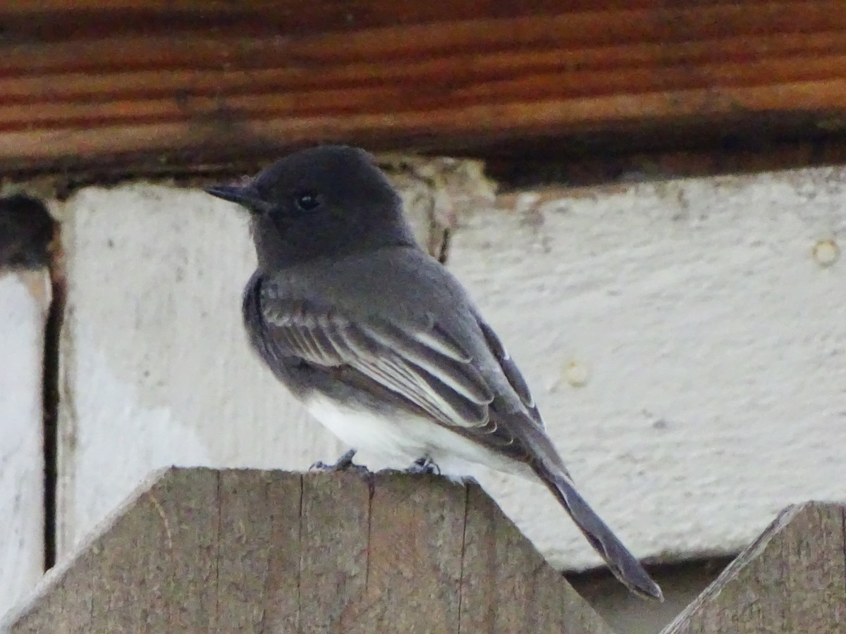 Black Phoebe - ML643197351