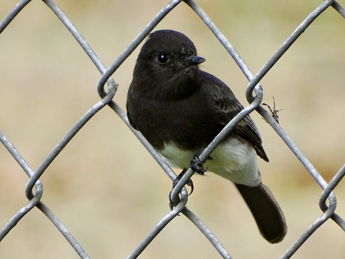 Black Phoebe - ML643197352