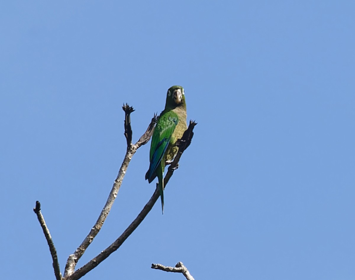Olive-throated Parakeet - ML643197353