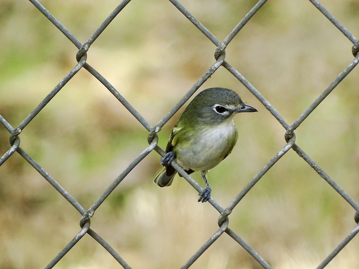 Vireo de Cassin - ML643197359