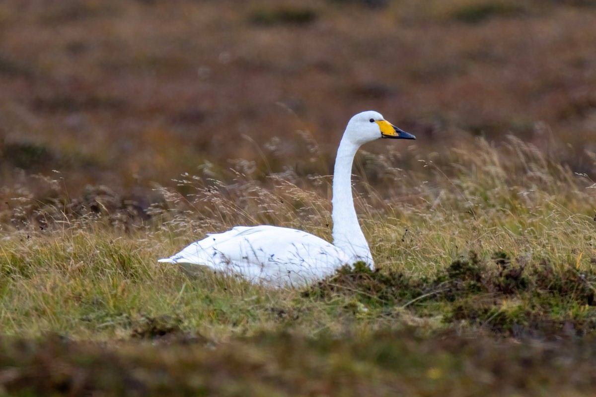Whooper Swan - ML643197365