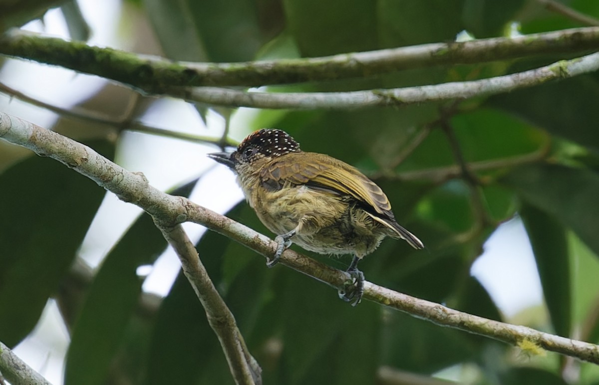 Olivaceous Piculet - ML643197386