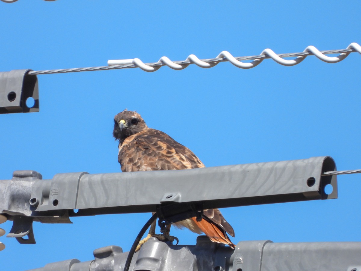 Red-tailed Hawk (calurus/alascensis) - ML643197390