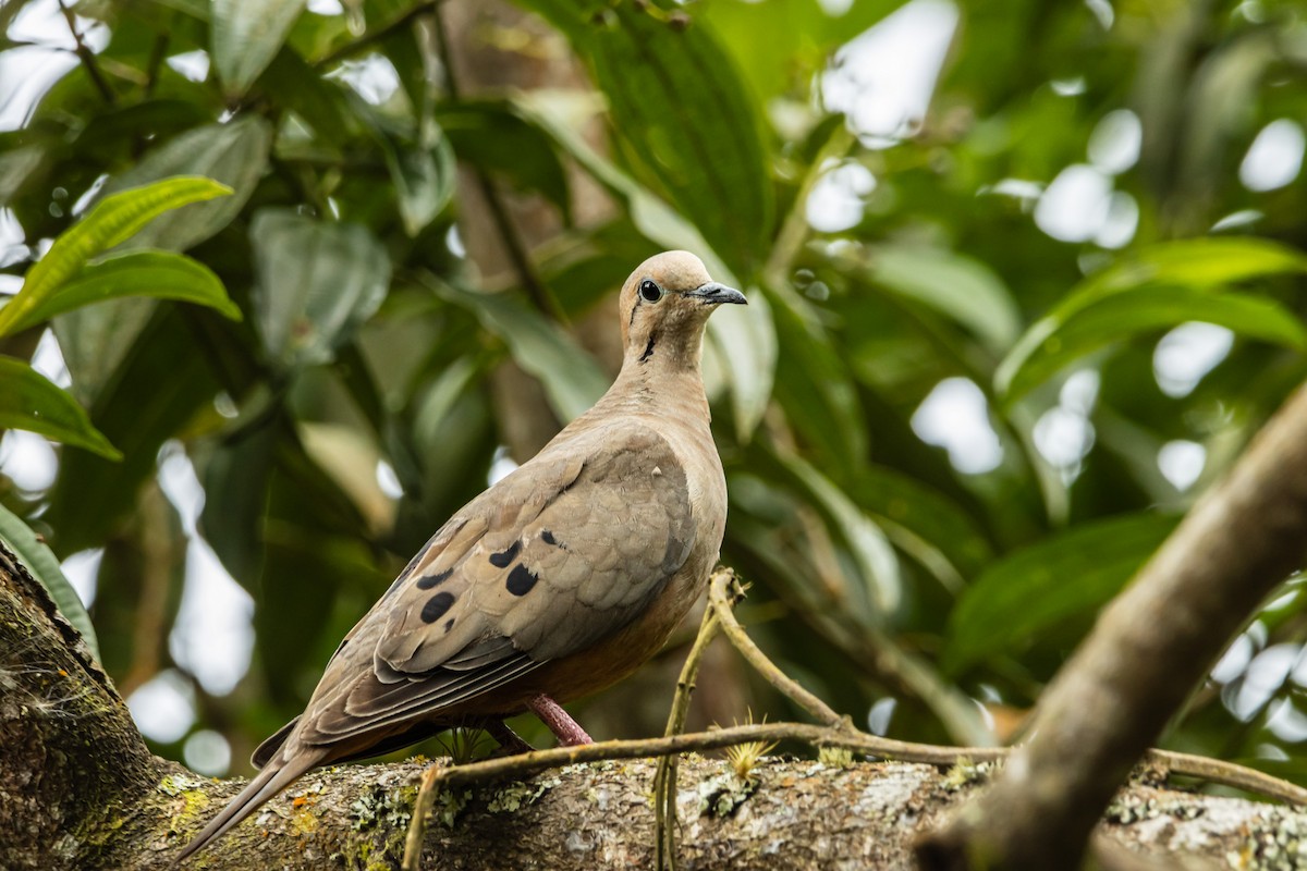 Eared Dove - ML643197391