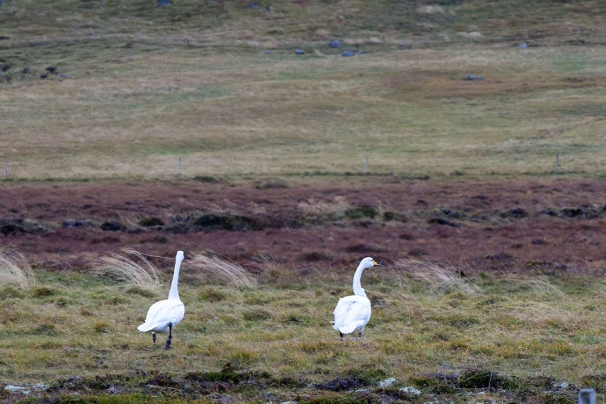Whooper Swan - ML643197396