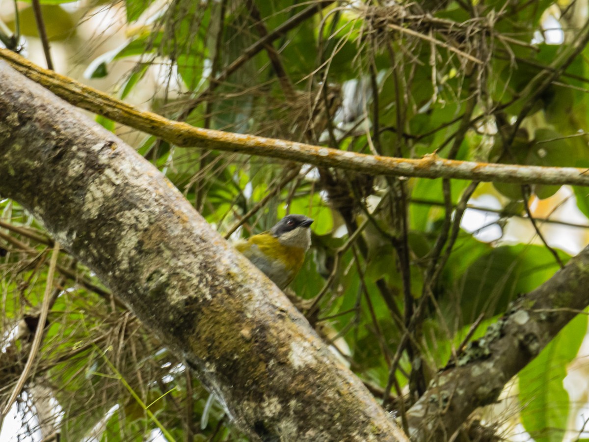 Ashy-throated Chlorospingus - ML643197413