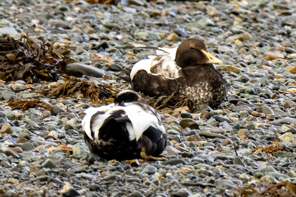Common Eider - ML643197421