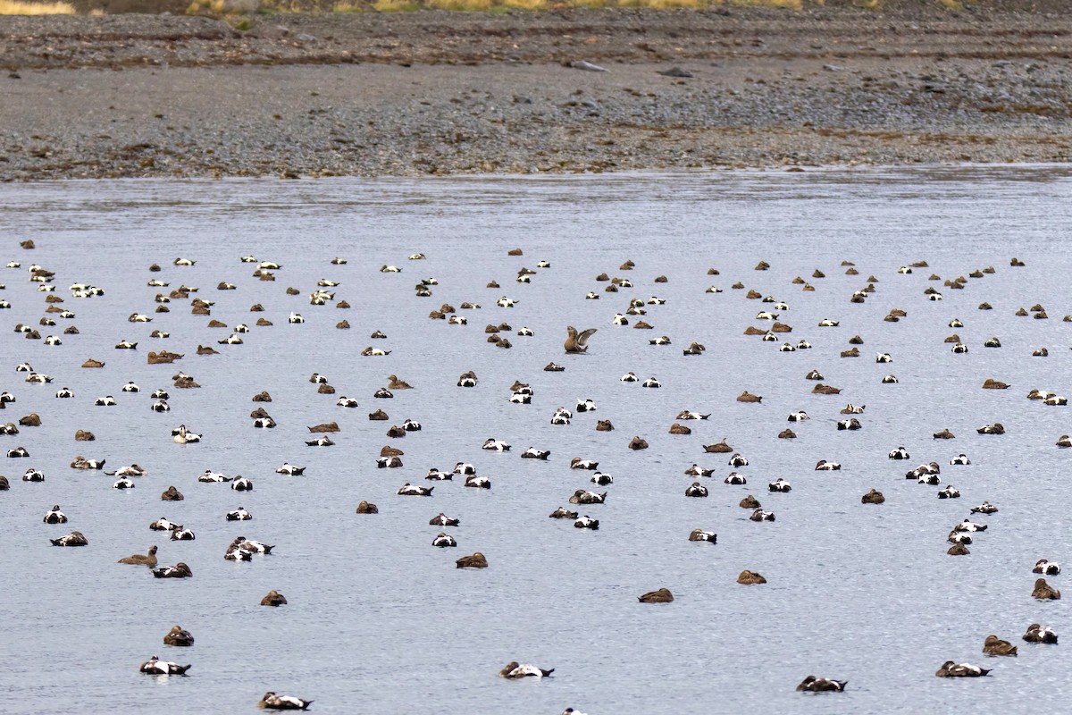 Common Eider - ML643197422