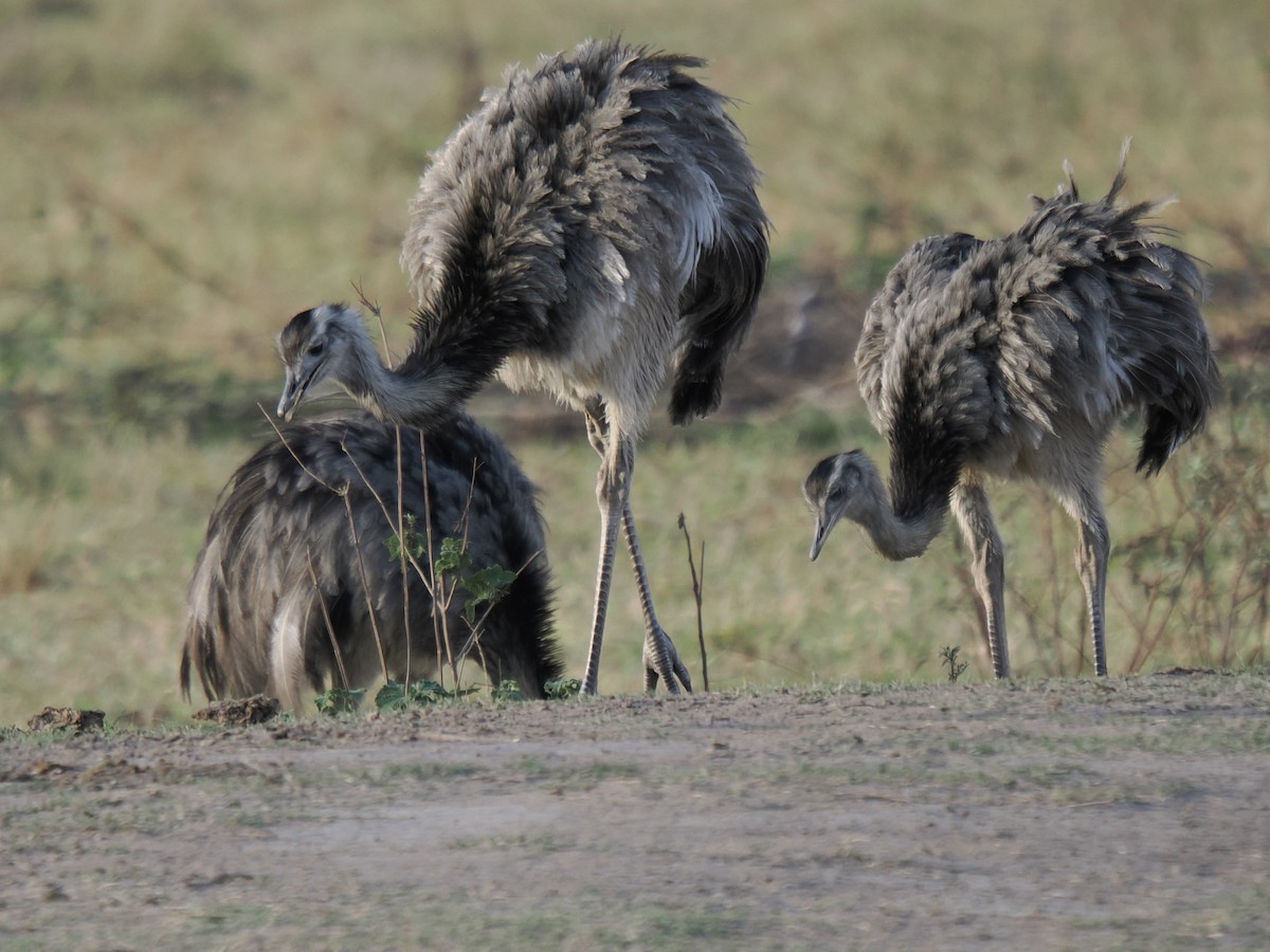 Greater Rhea - ML643197424