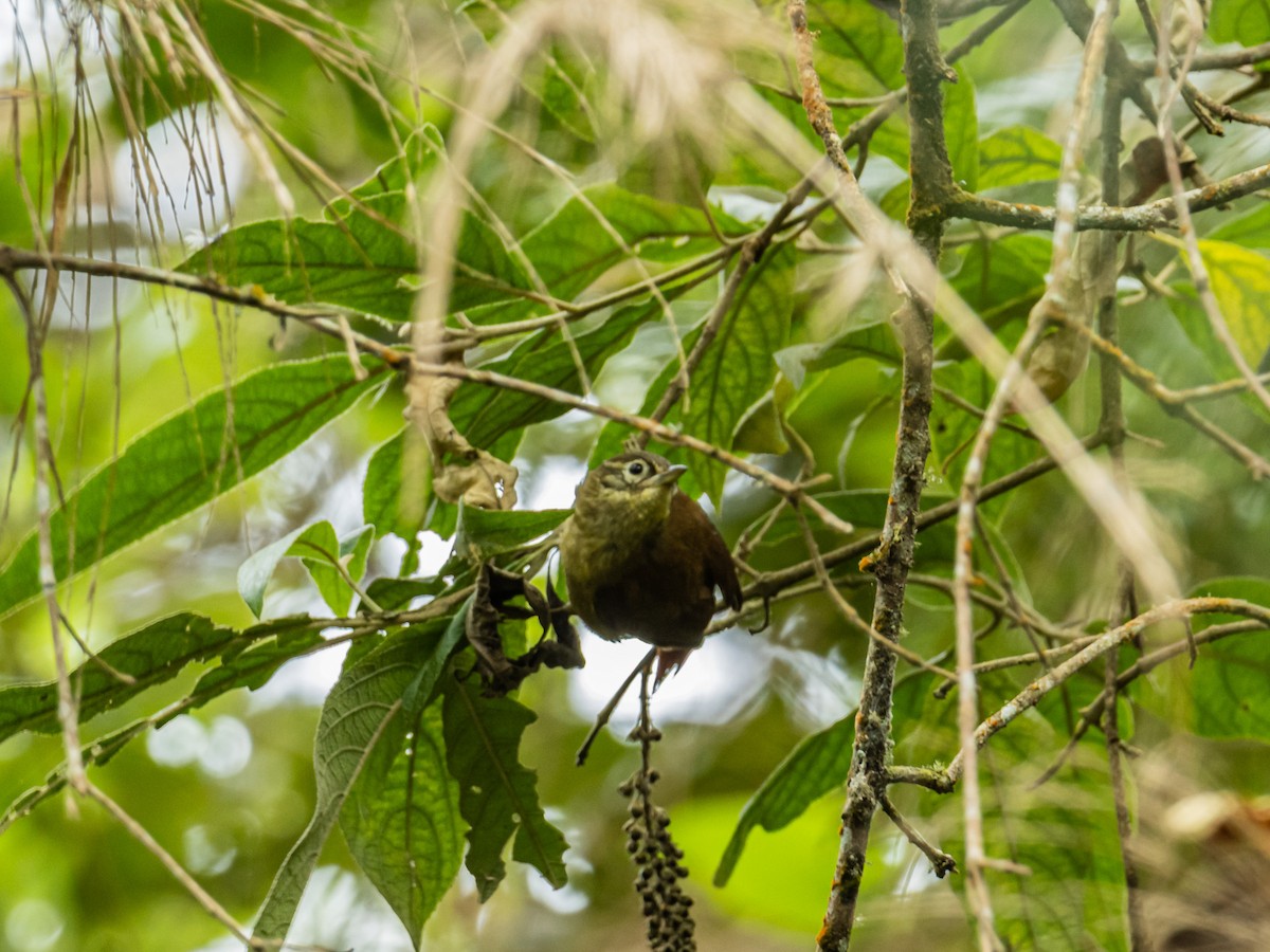Montane Foliage-gleaner - ML643197442