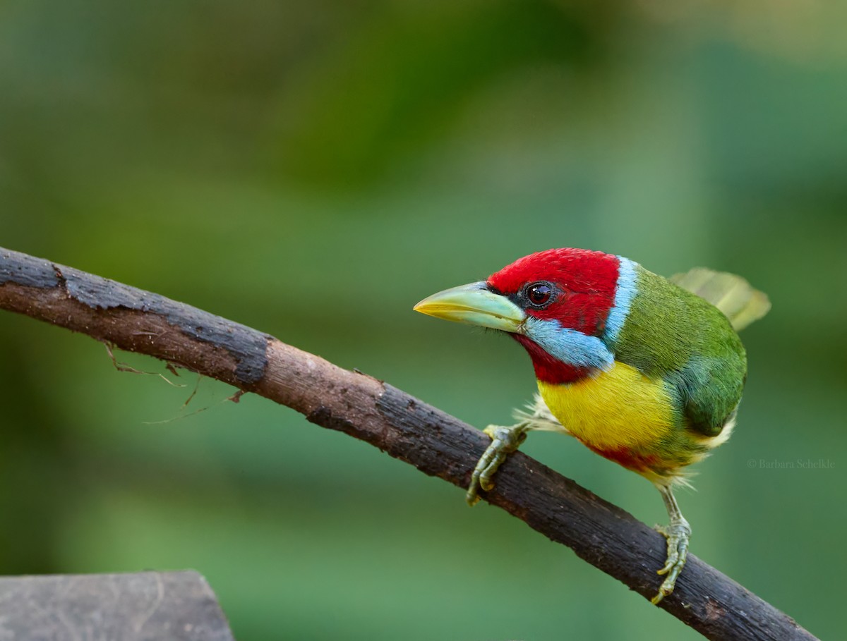 Versicolored Barbet (Blue-moustached) - ML643197454
