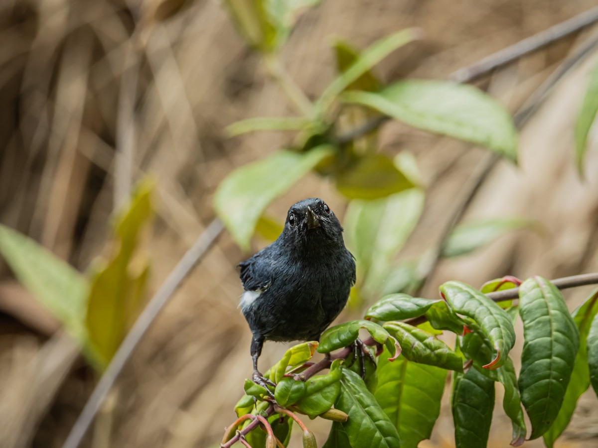 White-sided Flowerpiercer - ML643197455