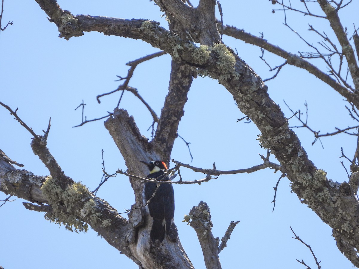 Acorn Woodpecker - ML643197456
