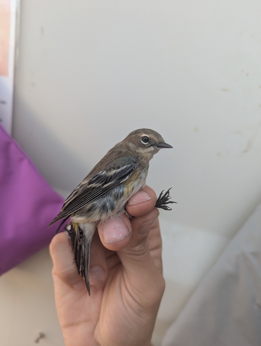 Yellow-rumped Warbler (Myrtle) - ML643197476