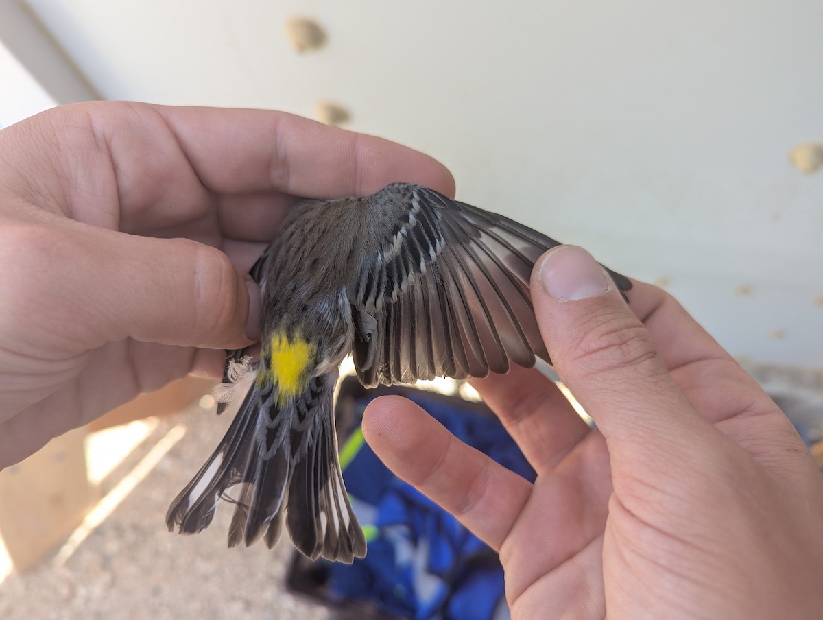 Yellow-rumped Warbler (Myrtle) - ML643197477