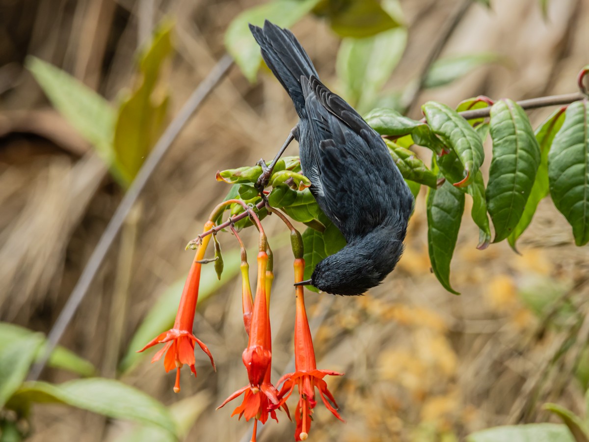 White-sided Flowerpiercer - ML643197480