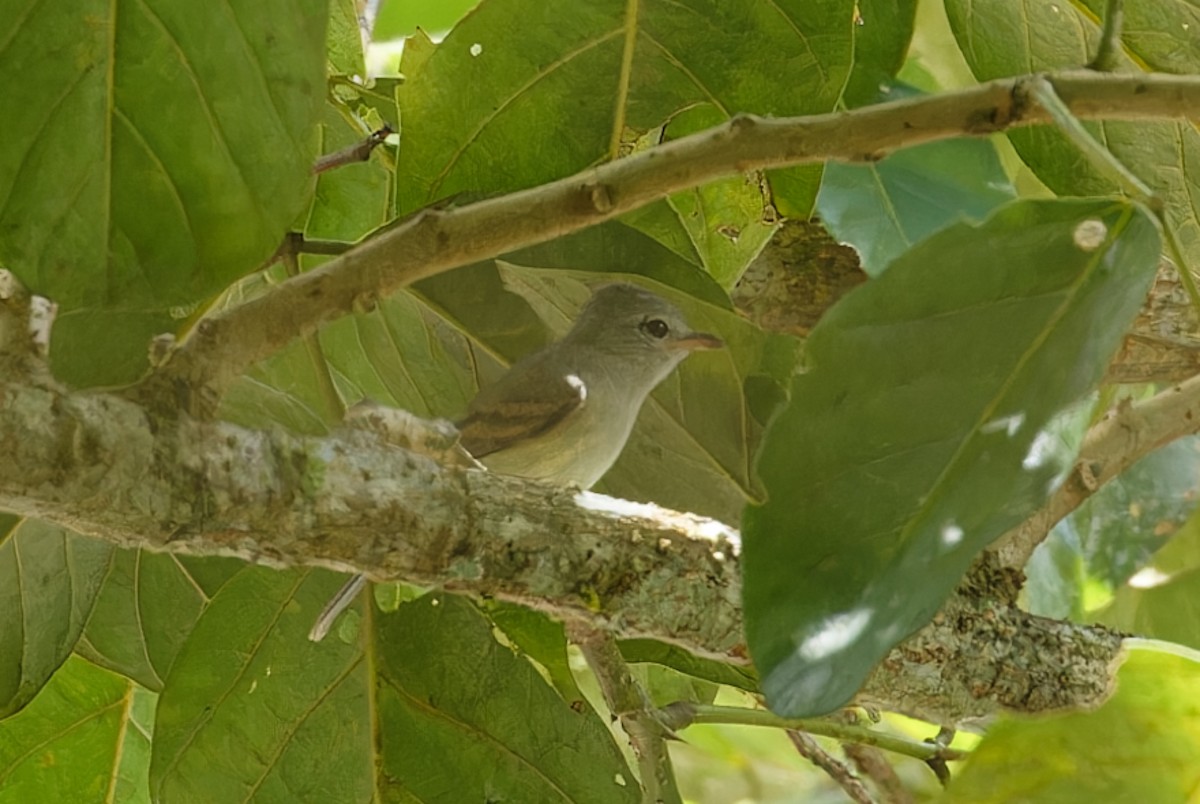Northern Beardless-Tyrannulet - ML643197488