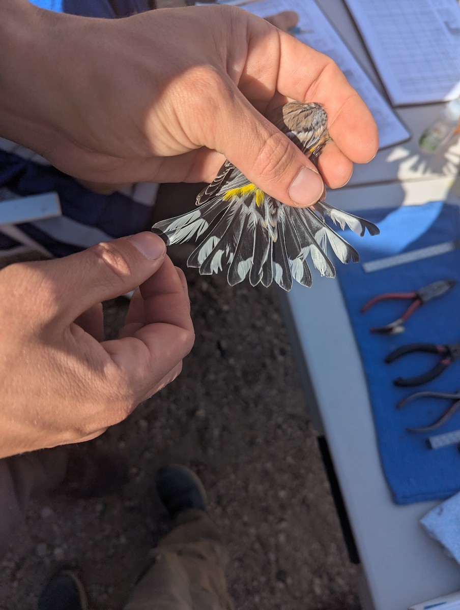Yellow-rumped Warbler (Myrtle x Audubon's) - ML643197506