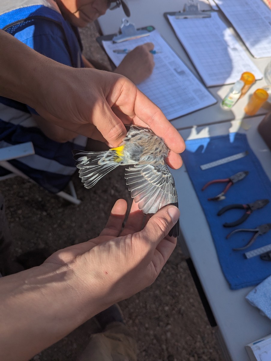 Yellow-rumped Warbler (Myrtle x Audubon's) - ML643197508