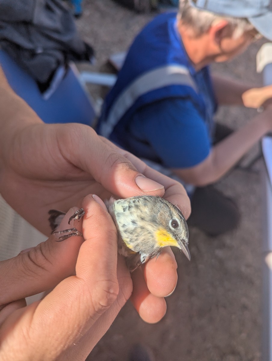 Yellow-rumped Warbler (Myrtle x Audubon's) - ML643197509