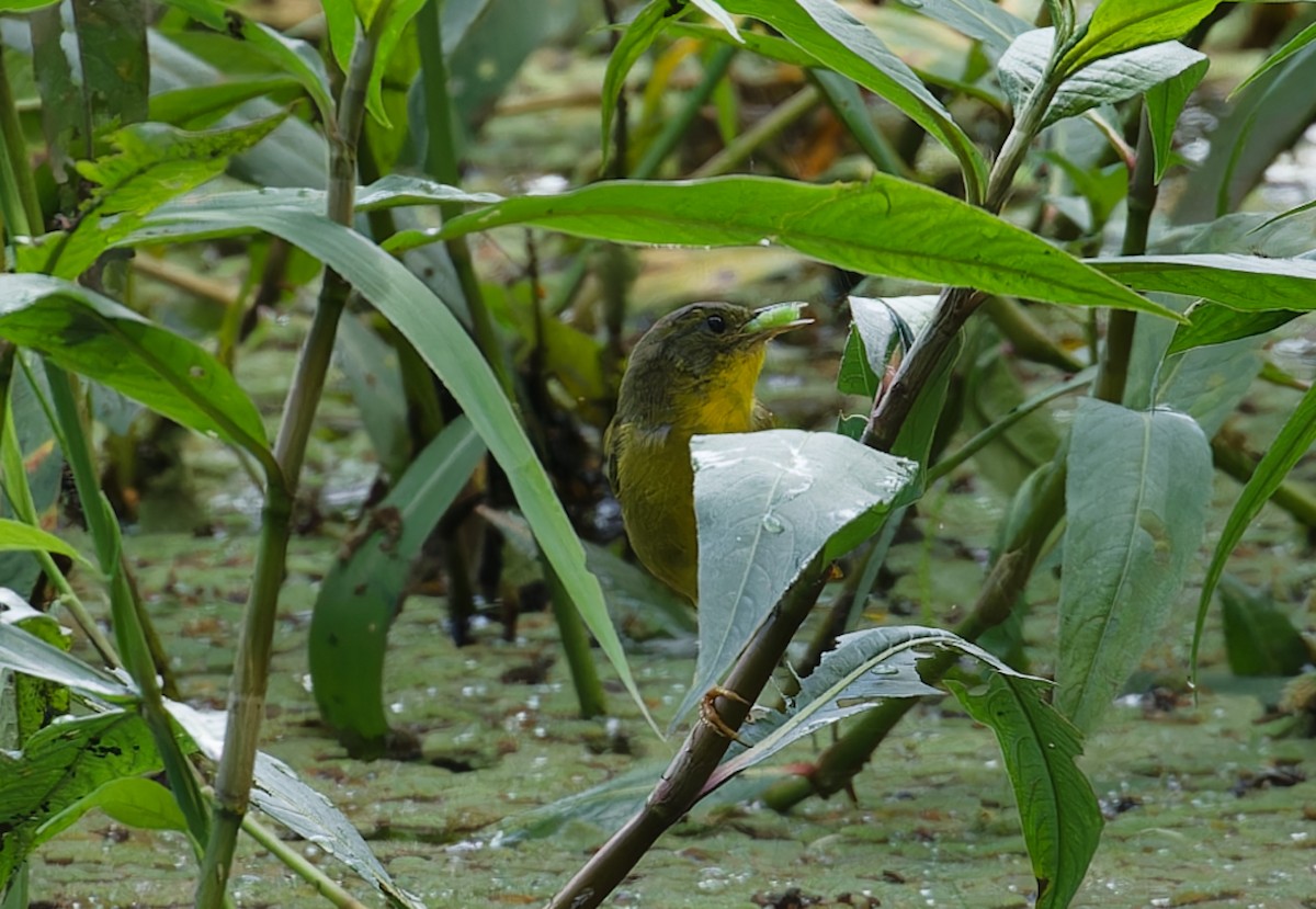 Olive-crowned Yellowthroat - ML643197516
