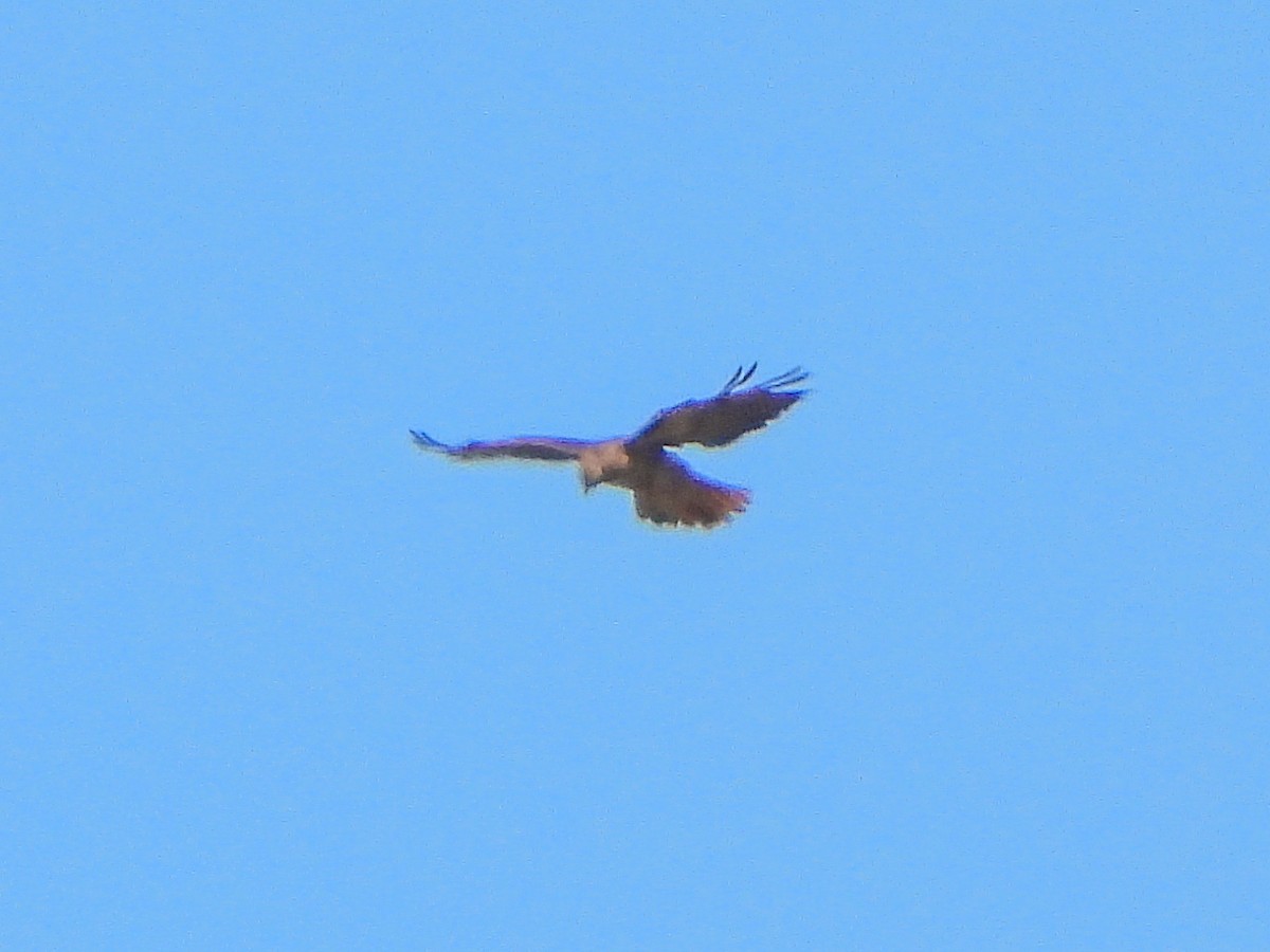 Red-tailed Hawk - ML643197518