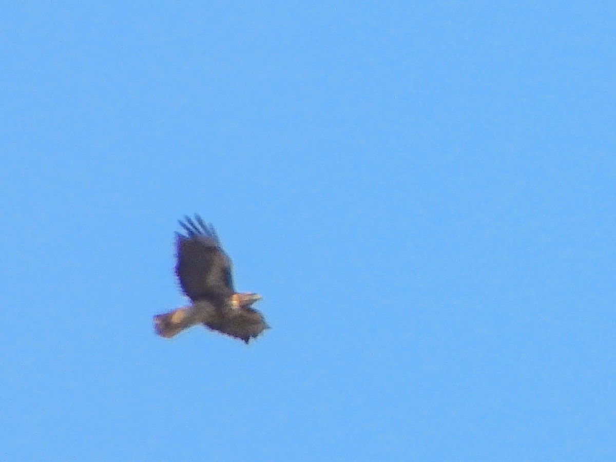 Red-tailed Hawk - ML643197519