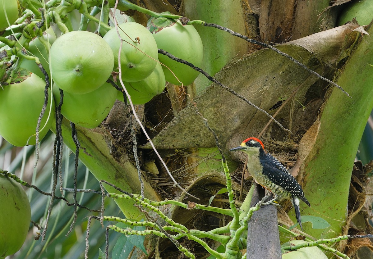 Black-cheeked Woodpecker - ML643197530