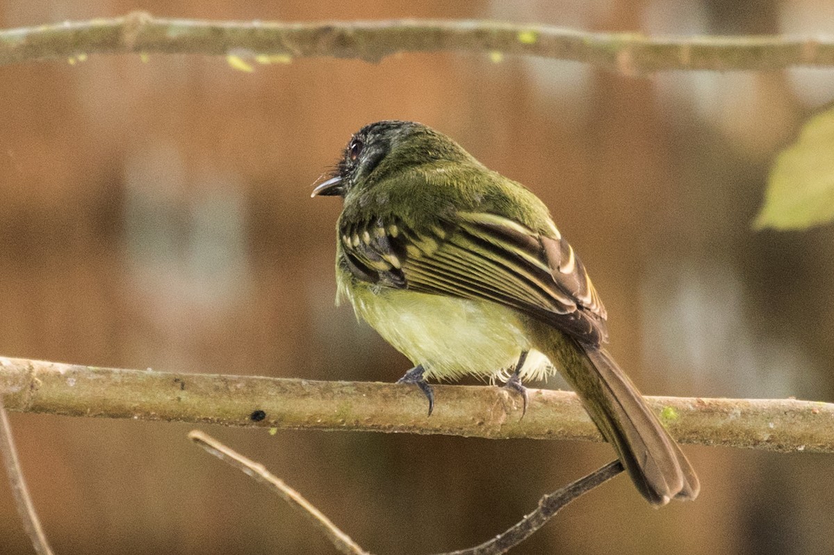 Yellow-winged Flatbill - ML643197535