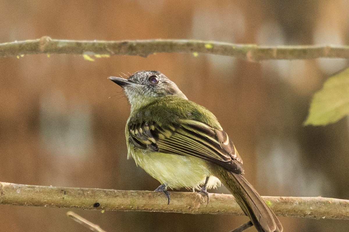 Yellow-winged Flatbill - ML643197536