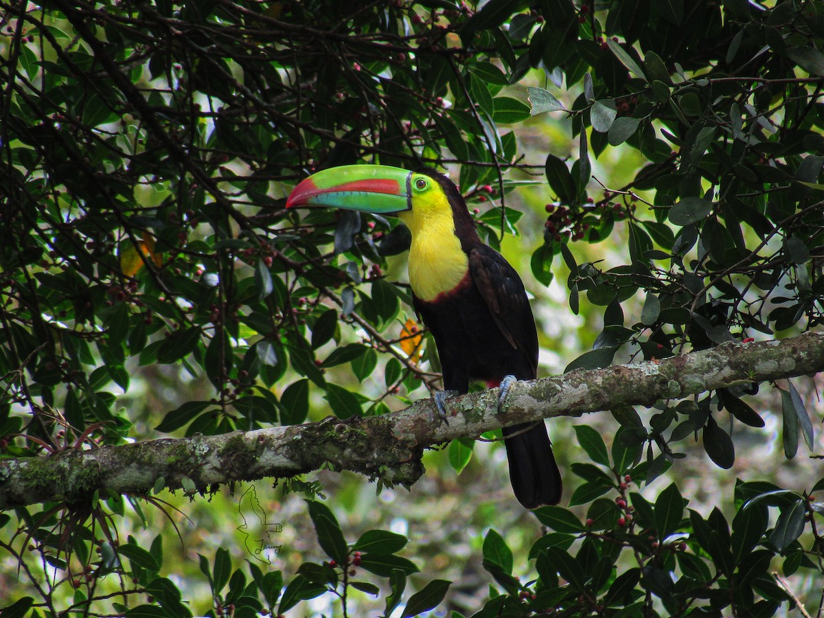 Keel-billed Toucan - ML643197563