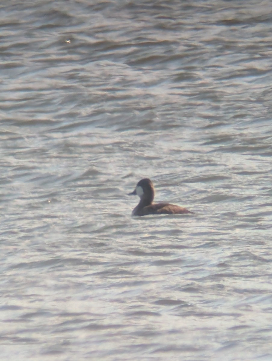 Ruddy Duck - ML643197565