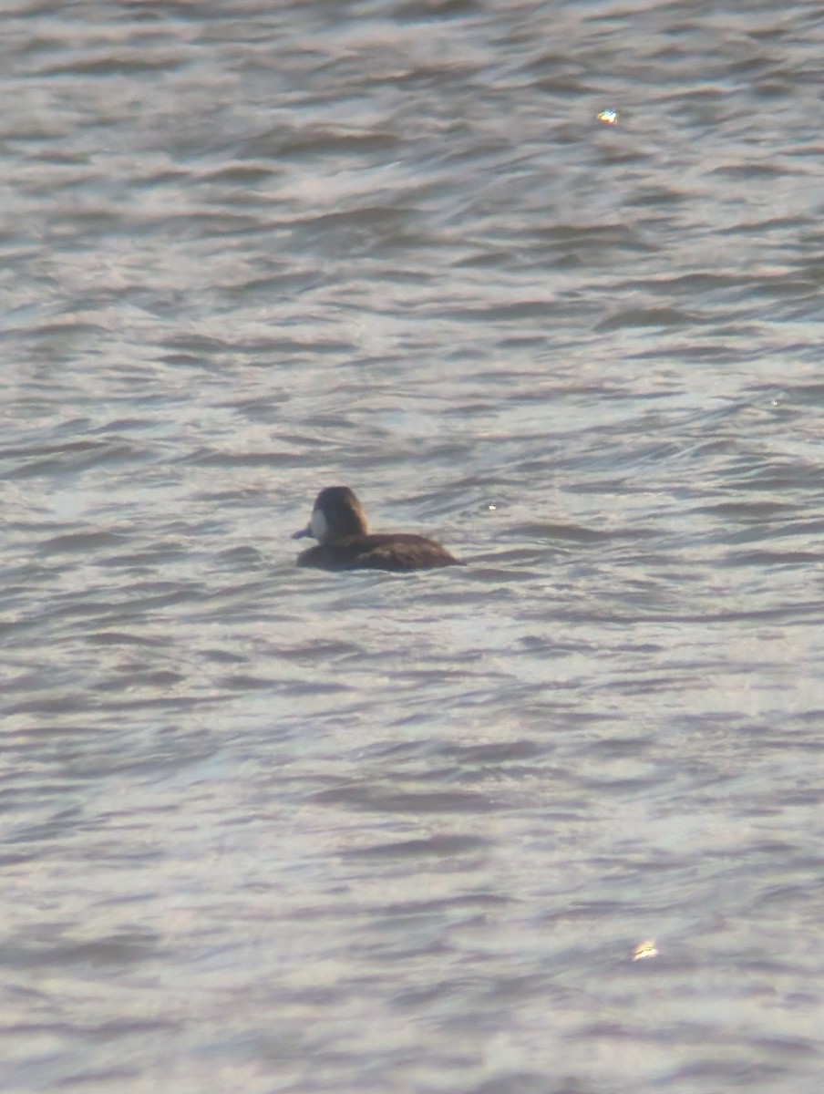 Ruddy Duck - ML643197566